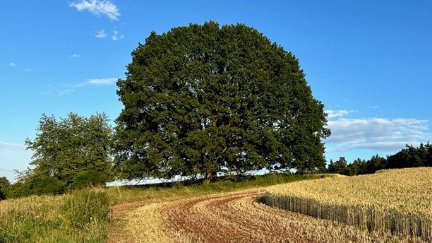 Jahrhundertjahre alte Eiche